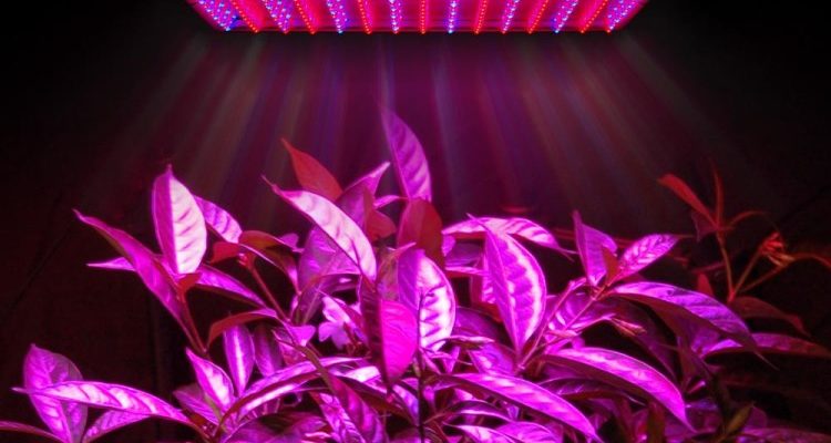 Лампа LED для растений