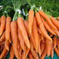 Храним морковь правильно