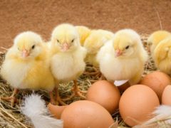 Сбор яиц для инкубации