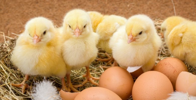 Сбор яиц для инкубации