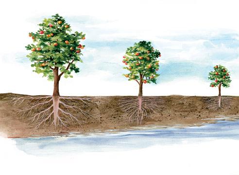 Дерево и грунтовые воды