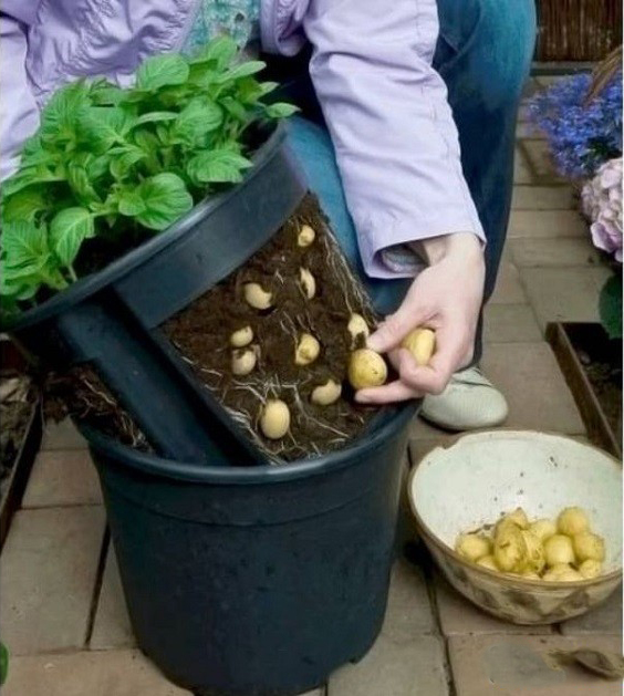Выращивание картофеля в ведрах и бочках