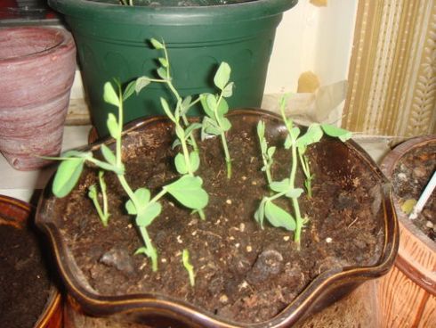 Выращивание гороха рассадой