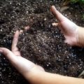 Какой должна быть оптимальная почва