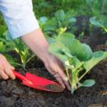 Как правильно посадить капусту. Выращивание и уход
