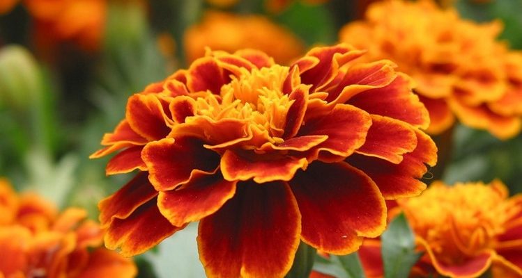 Цветы бархатцы: посадка, уход и болезни