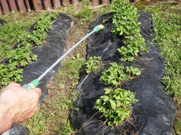 Подкормка клубники весной для большого урожая йодом и борной кислотой