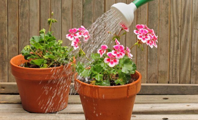 Как поливать комнатные растения