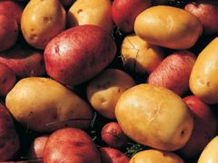 Сорта раннего картофеля