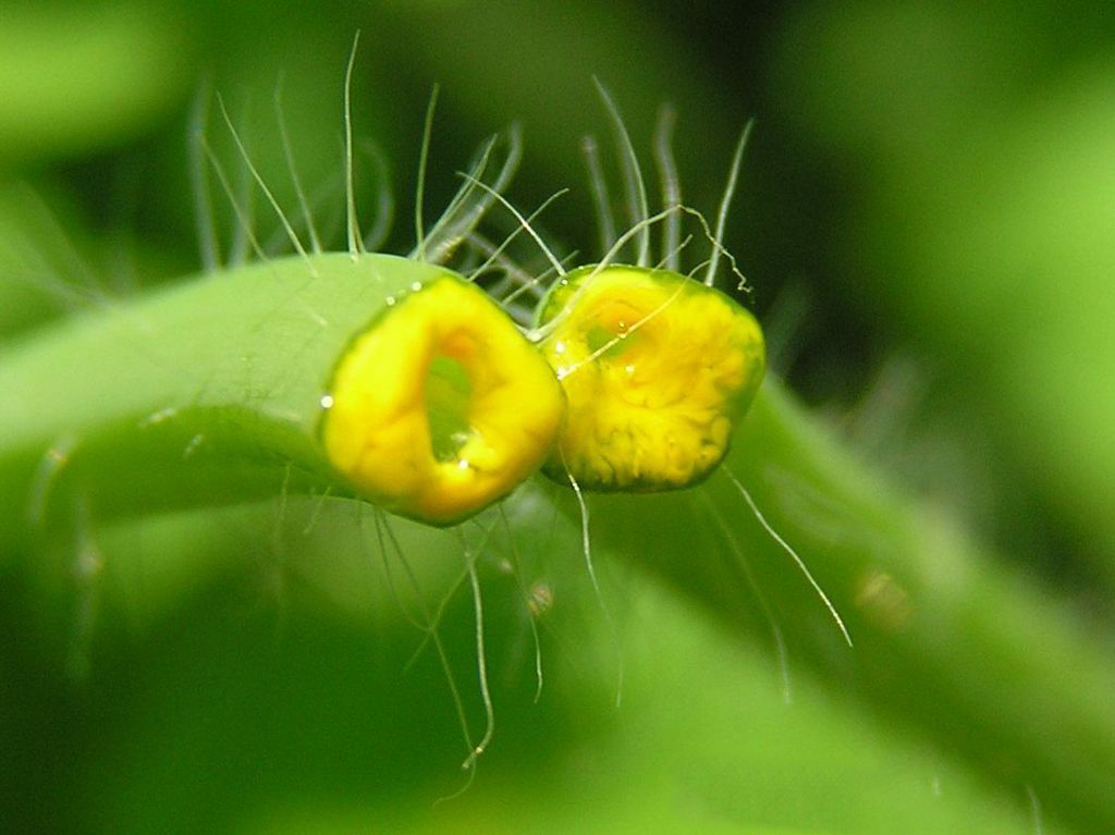 Чистотел от вредителей и болезней растений thumbnail