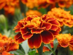 Цветы бархатцы: посадка, уход и болезни